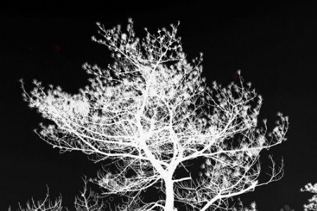 松树剪影图片