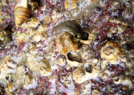 石头螺丝田螺蜗牛图片