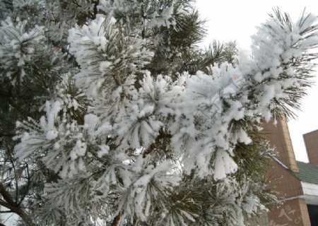 雾松树枝的冰晶图片