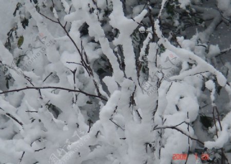 树枝上的冰雪图片