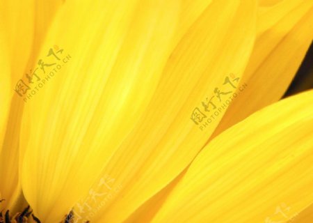 黄色花瓣图片