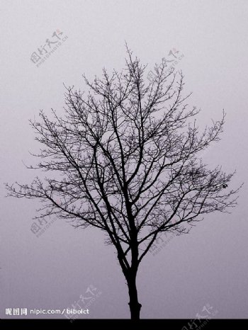 霧裡枯樹图片