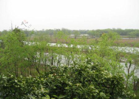 西溪湿地景色图片
