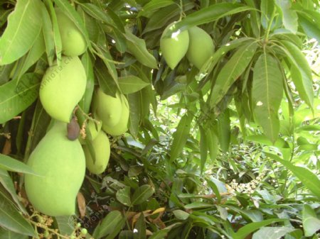 大芒果树图片
