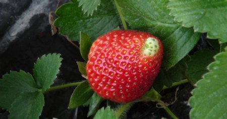 高清草莓大图图片