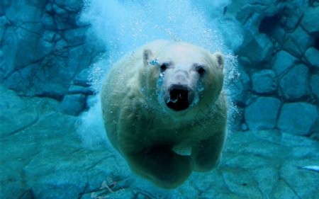 北极熊水下摄影图片
