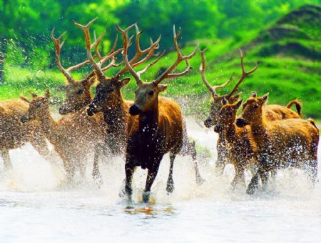 江苏大丰国家级麋鹿自图片