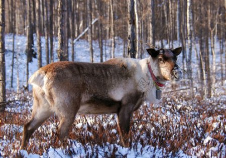 冬季鄂温克猎民点驯鹿图片