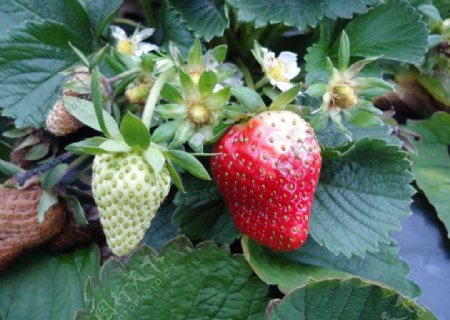 青草莓与熟草莓图片