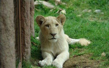 非洲白狮子图片
