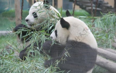 大熊猫竹叶两个图片