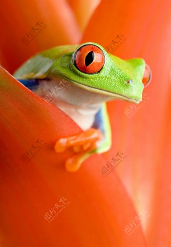 超高超大红眼树蛙图片