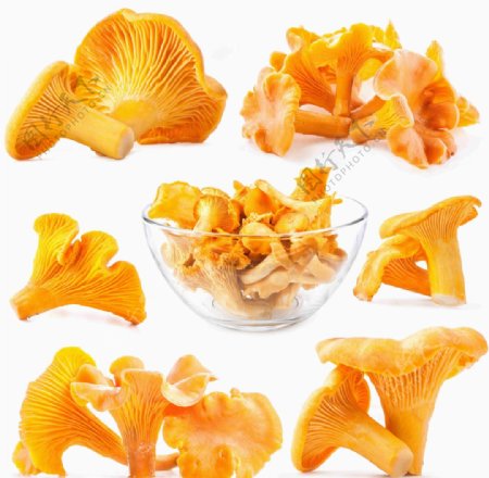 高清黄色蘑菇图片