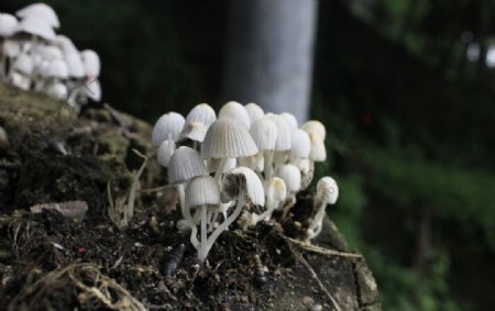 白色野蘑菇图片