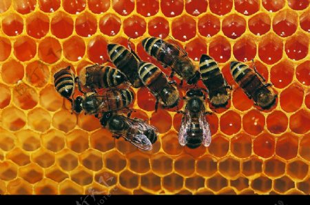 蜂巢中忙碌的蜜蜂图片