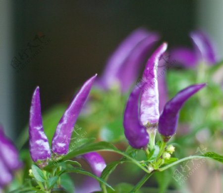 紫色辣椒图片