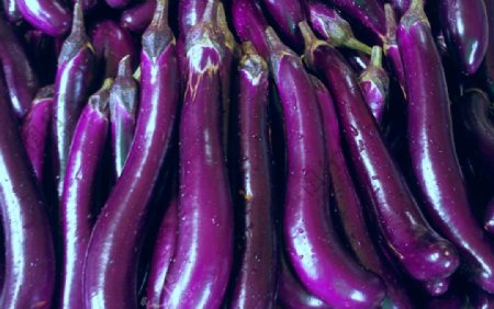 紫茄子瓜果菜图片