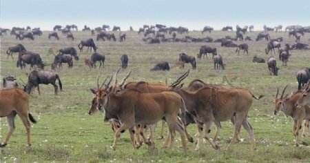 非洲羚牛和角马图片