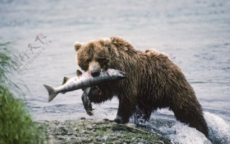 河边吃鱼的熊图片
