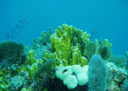 深海珊瑚图片
