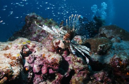 热带鱼海底世界图片
