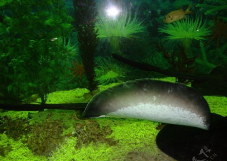 深海动物图片