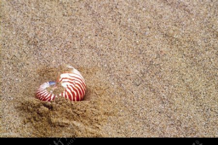 海滩上海螺图片