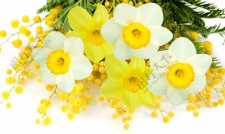 一束黄花和白花图片