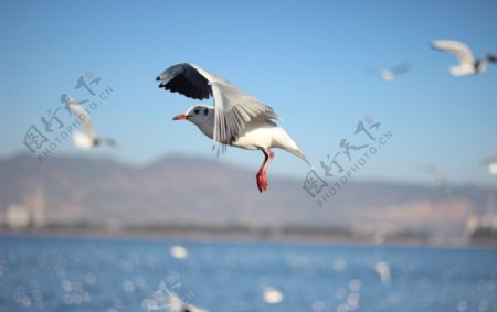 红嘴海鸥图片