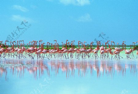 蓝天湿地火烈鸟群图片