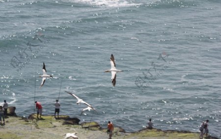 岸边海鸥图片