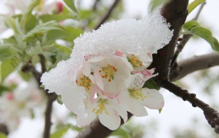苹果花霜冻图片