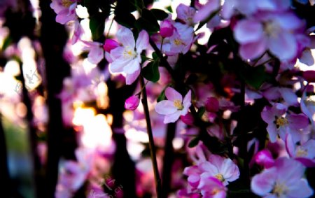 海棠花枝图片
