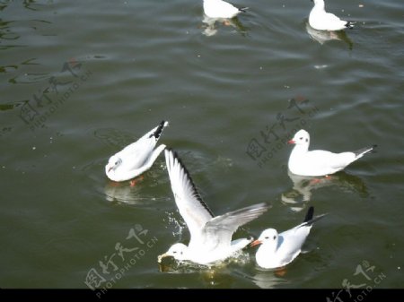湖面上吃面包的海鸥图片
