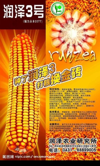 苞米玉米种子宣传单图片