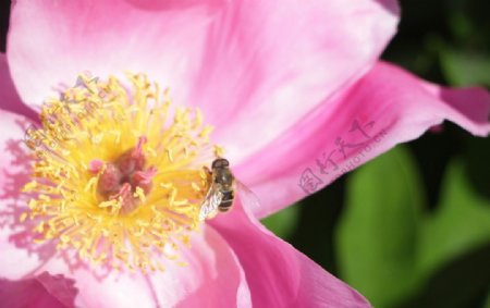 蜜蜂与花朵图片
