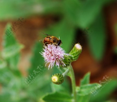 野花狂蜂图片