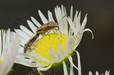 昆虫交尾图片