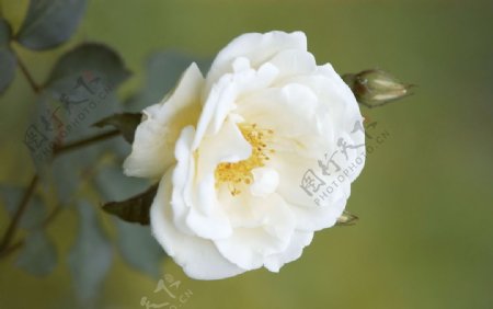 唯美白玫瑰图片