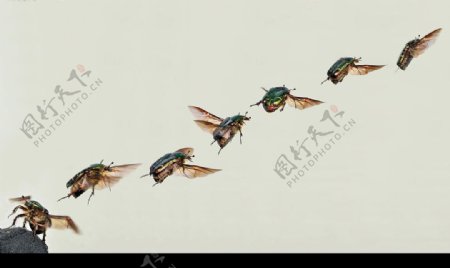 一只金花金龟子起飞过程图片