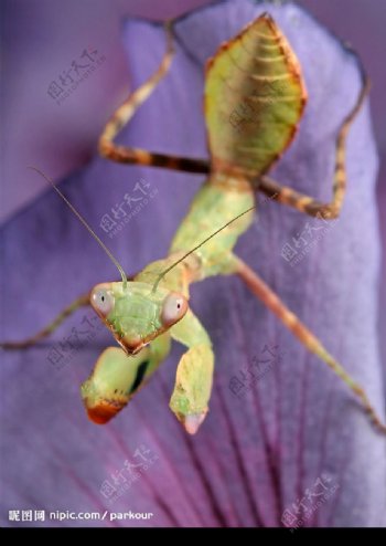 螳螂幼虫图片