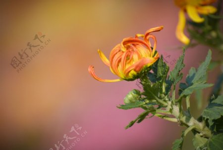 橘红菊花图片