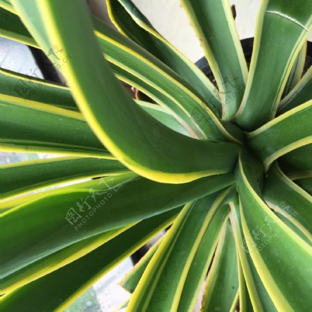 龙舌兰植物图片