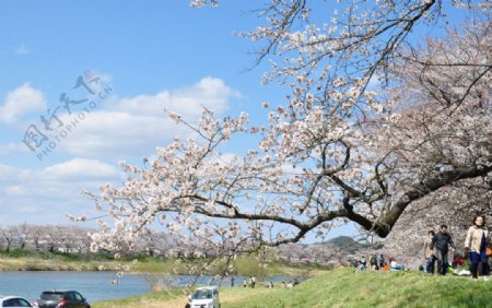 仙台樱花节图片