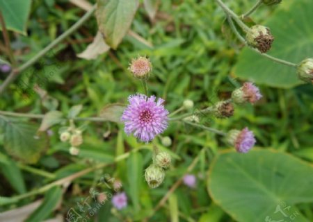 野花野草圖片