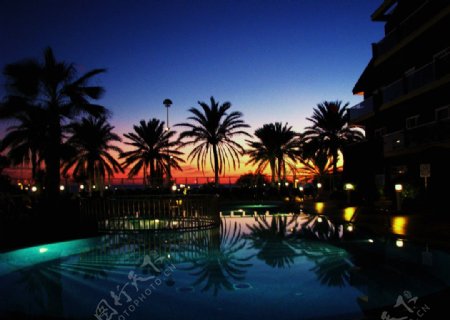 夕阳下的棕榈树图片