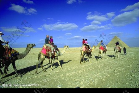 蓝色天空下的埃及金字塔骑着骆驼的游客图片
