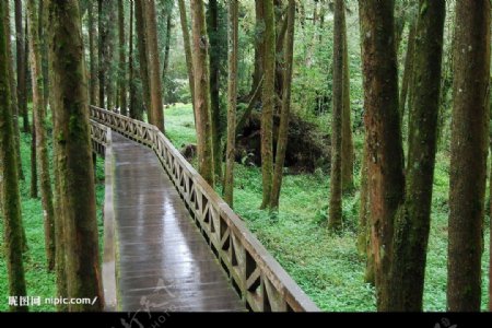 台灣嘉義阿里山國家風景區森林步道图片