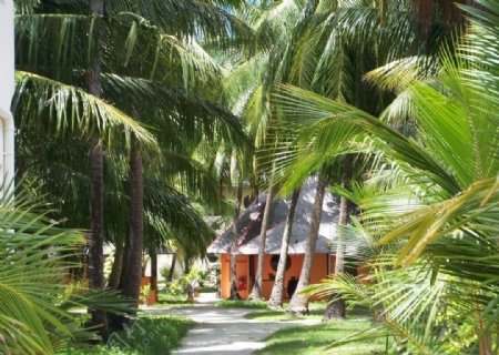 椰林小屋图片