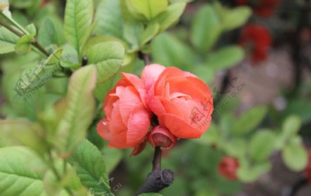 盛开的红色海棠图片